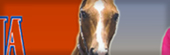 National Barrell Horse Association